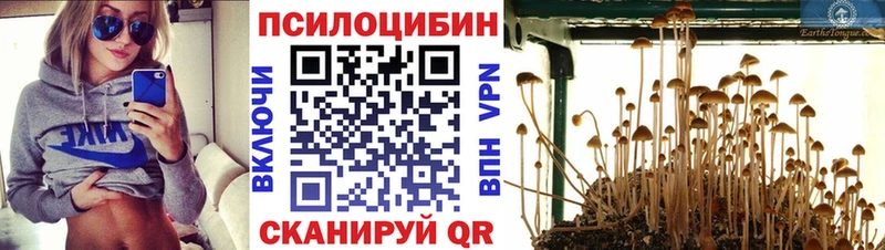 Галлюциногенные грибы Psilocybe  Карабаш 